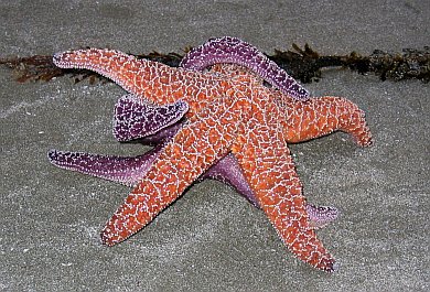 star-fish-making-love.jpg